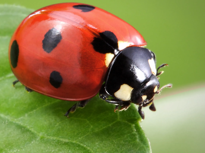 Lady bugs at amavida.